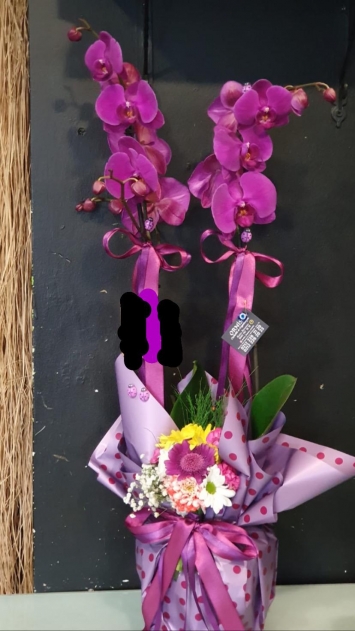 Mor orkide 2 li